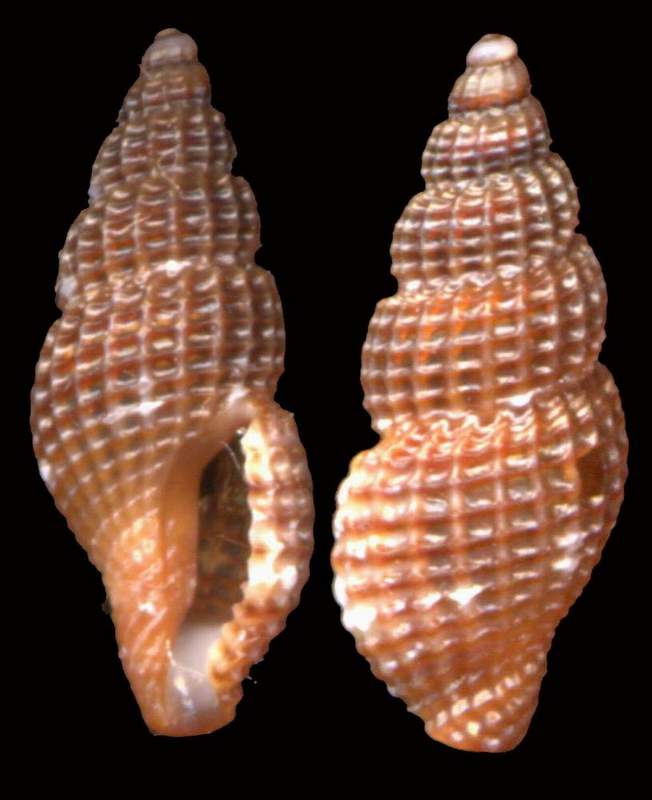 Conidae da verificare